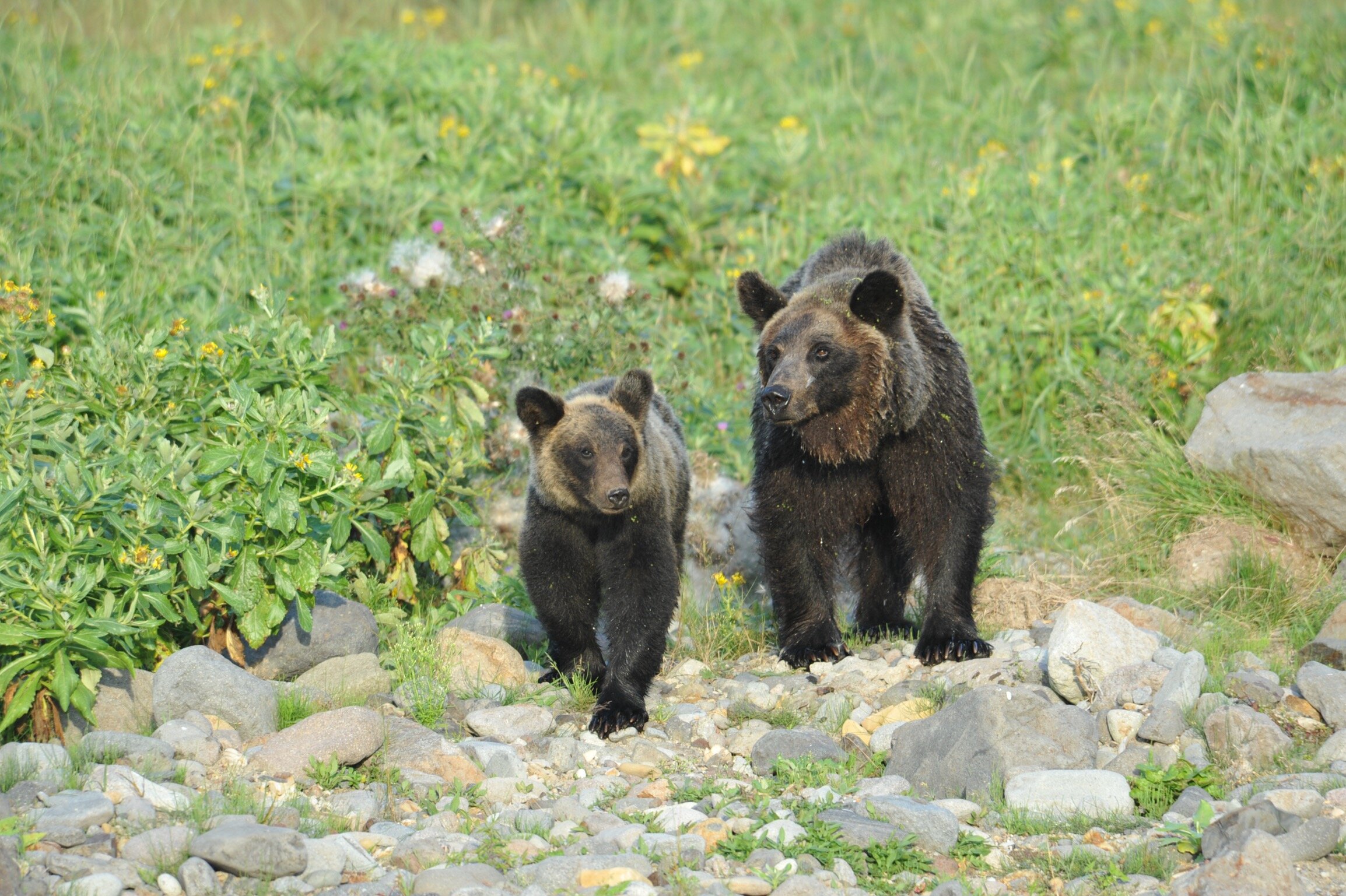 春になって現れたヒグマの親子（写真提供：坪田教授）